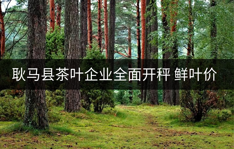 耿馬縣茶葉企業(yè)全面開秤 鮮葉價格上漲