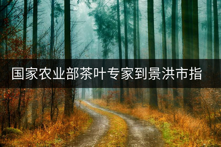 國家農(nóng)業(yè)部茶葉專家到景洪市指導(dǎo)抗旱 國家農(nóng)業(yè)部茶葉專家到景洪市指導(dǎo)抗旱