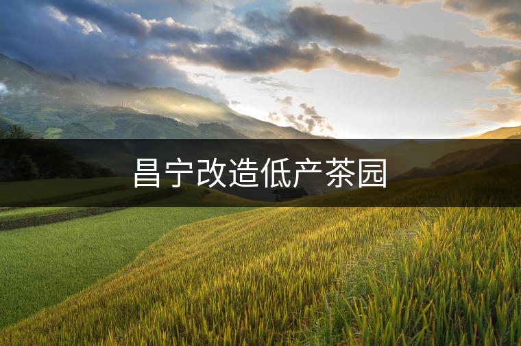 昌寧改造低產(chǎn)茶園