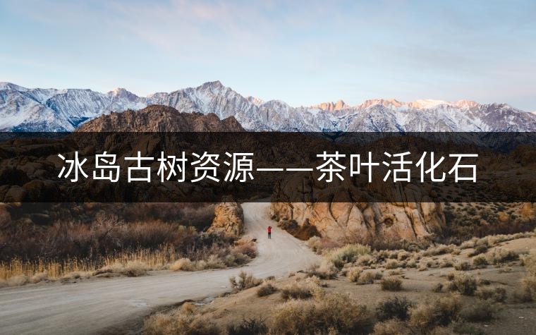 冰島古樹(shù)資源——茶葉活化石 冰島古樹(shù)資源——茶葉活化石