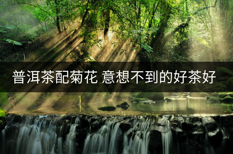 普洱茶配菊花 意想不到的好茶好藥 普洱茶配菊花 意想不到的好茶好藥