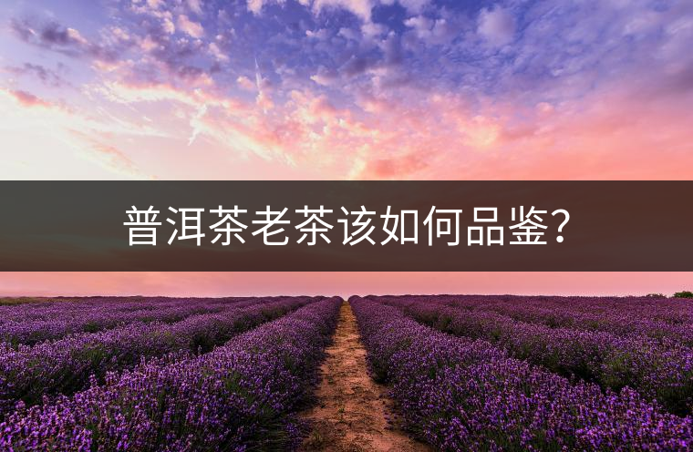 普洱茶老茶該如何品鑒？