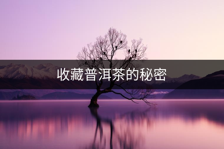 收藏普洱茶的秘密 收藏普洱茶的秘密