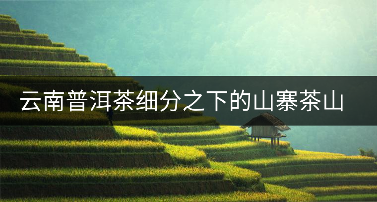 云南普洱茶細(xì)分之下的山寨茶山頭茶趨勢
