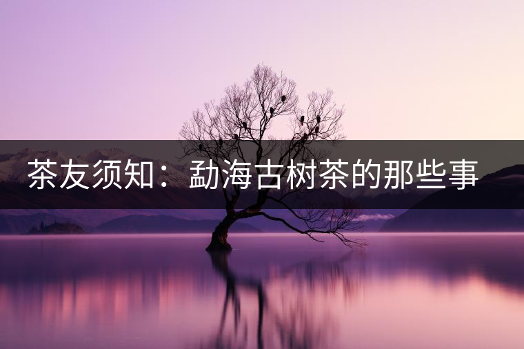 茶友須知:勐海古樹(shù)茶的那些事兒 茶友須知:勐海古樹(shù)茶的那些事兒