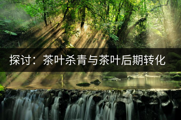 探討：茶葉殺青與茶葉后期轉化有什么關系？