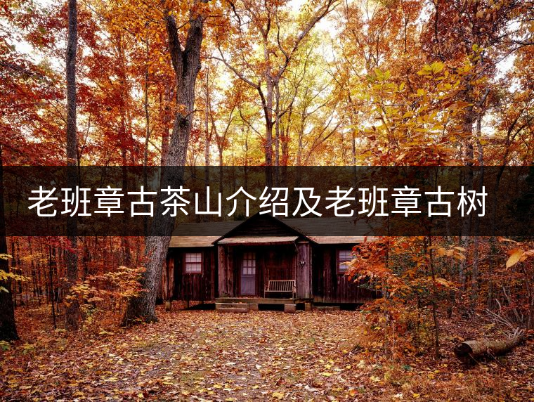 老班章古茶山介紹及老班章古樹(shù)茶的口感特點(diǎn) 老班章古茶山介紹及老班章古樹(shù)茶的口感特點(diǎn)