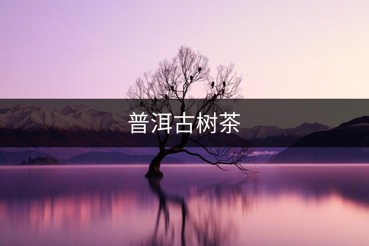 普洱古樹(shù)茶