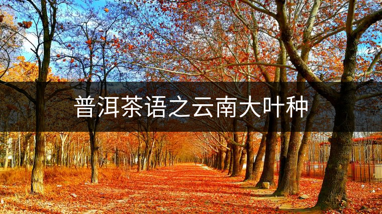 普洱茶語之云南大葉種 普洱茶語之云南大葉種