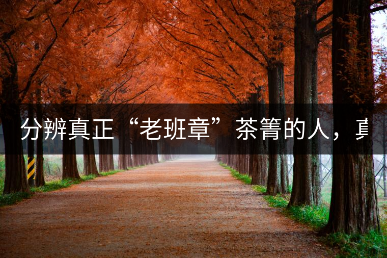 分辨真正“老班章”茶箐的人，真的不多！