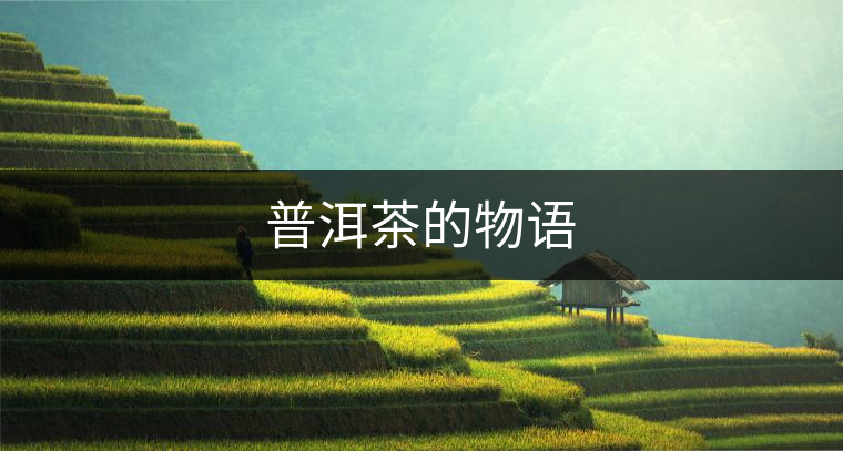 普洱茶的物語 普洱茶的物語