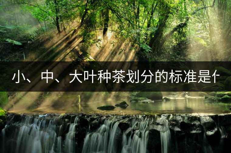 小、中、大葉種茶劃分的標(biāo)準(zhǔn)是什么？