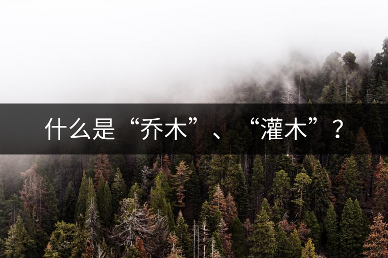 什么是“喬木”、“灌木”？