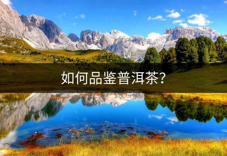 如何品鑒普洱茶? 如何品鑒普洱茶?
