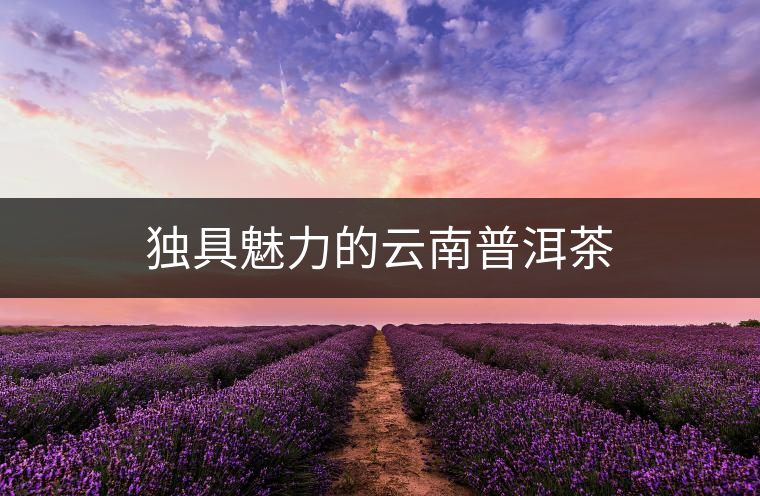 獨具魅力的云南普洱茶 獨具魅力的云南普洱茶