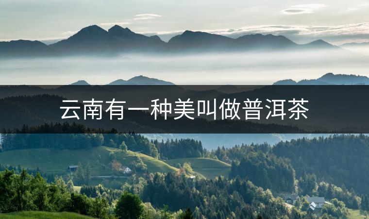 云南有一種美叫做普洱茶