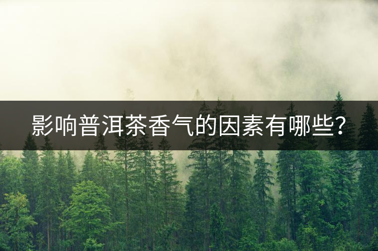 影響普洱茶香氣的因素有哪些？