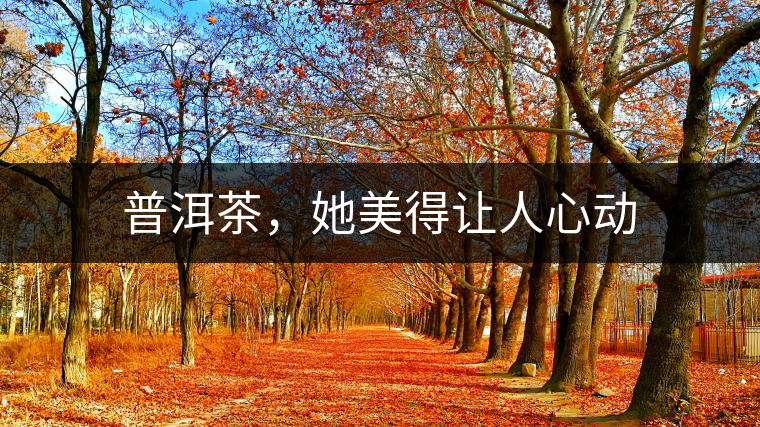 普洱茶，她美得讓人心動(dòng)