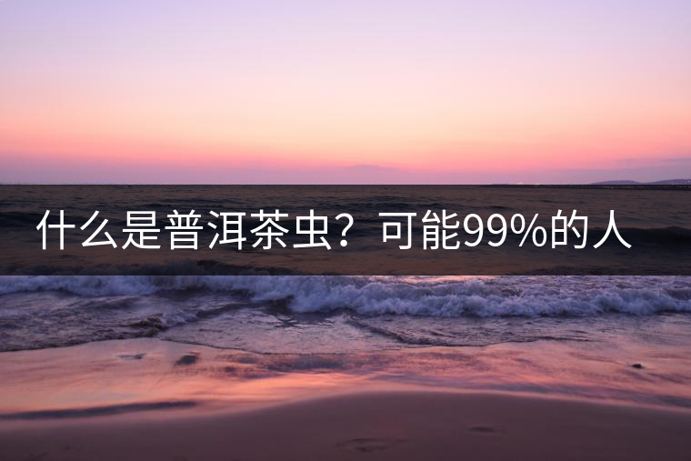 什么是普洱茶蟲？可能99%的人都不知道