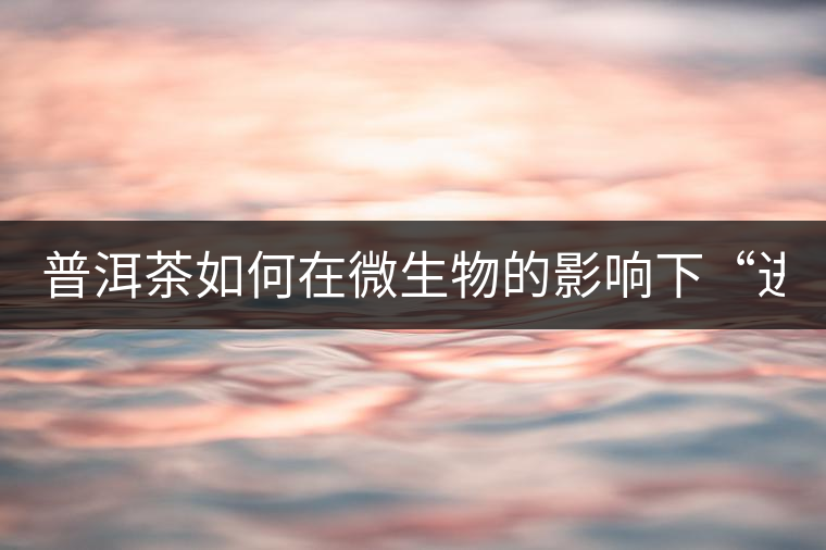 普洱茶如何在微生物的影響下“進化” 普洱茶如何在微生物的影響下“進化”