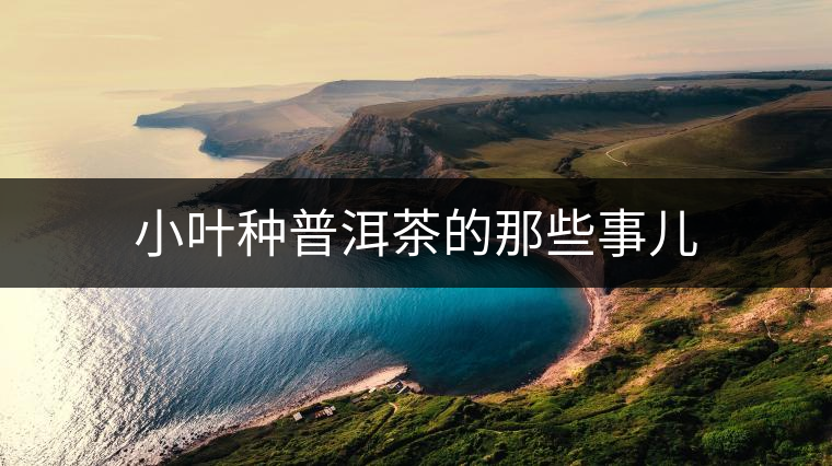小葉種普洱茶的那些事兒 小葉種普洱茶的那些事兒