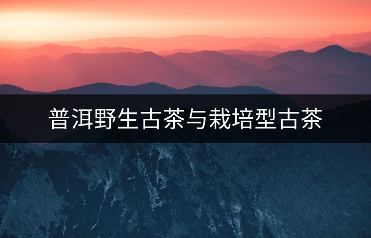 普洱野生古茶與栽培型古茶 普洱野生古茶與栽培型古茶