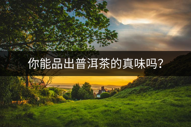 你能品出普洱茶的真味嗎？
