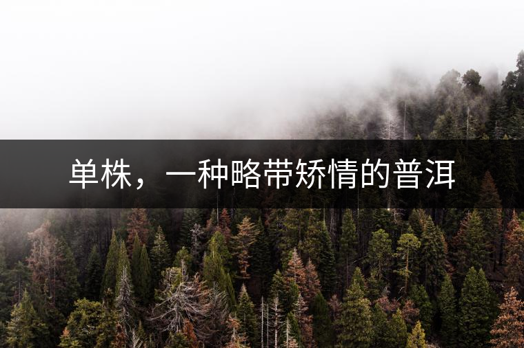 單株，一種略帶矯情的普洱