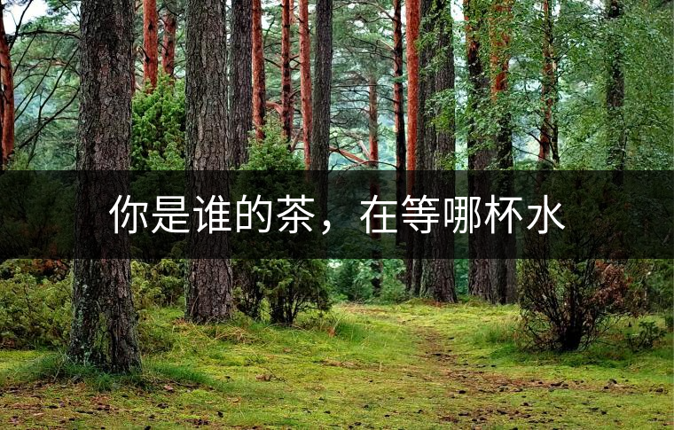 你是誰的茶，在等哪杯水