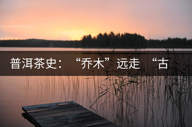 普洱茶史：“喬木”遠(yuǎn)走  “古樹”時(shí)代的到來(lái)
