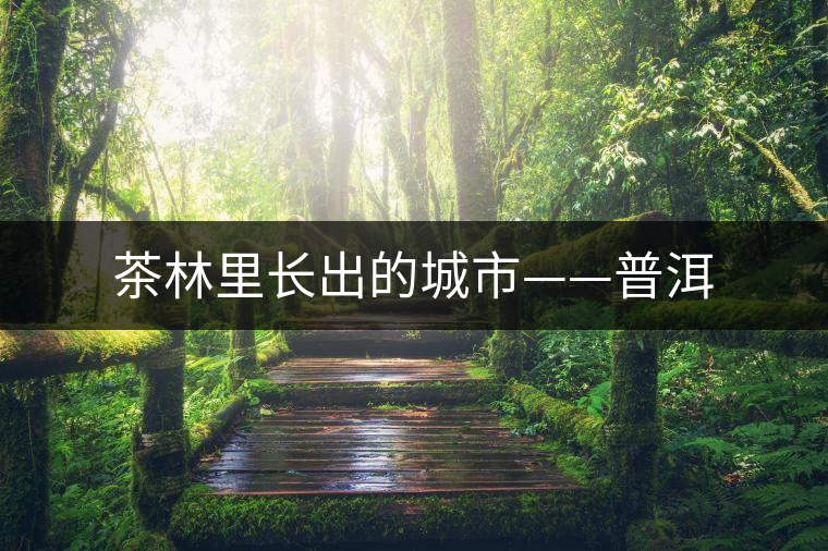 茶林里長出的城市——普洱 茶林里長出的城市——普洱