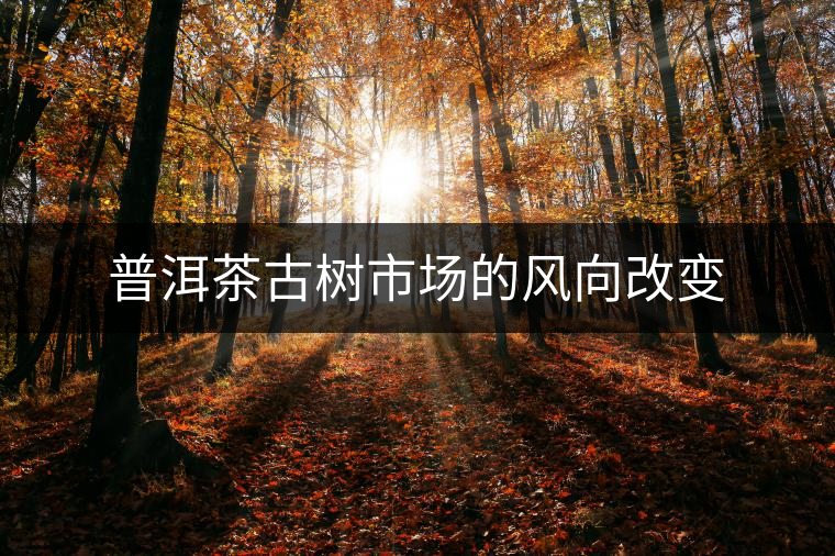 普洱茶古樹市場的風(fēng)向改變 普洱茶古樹市場的風(fēng)向改變