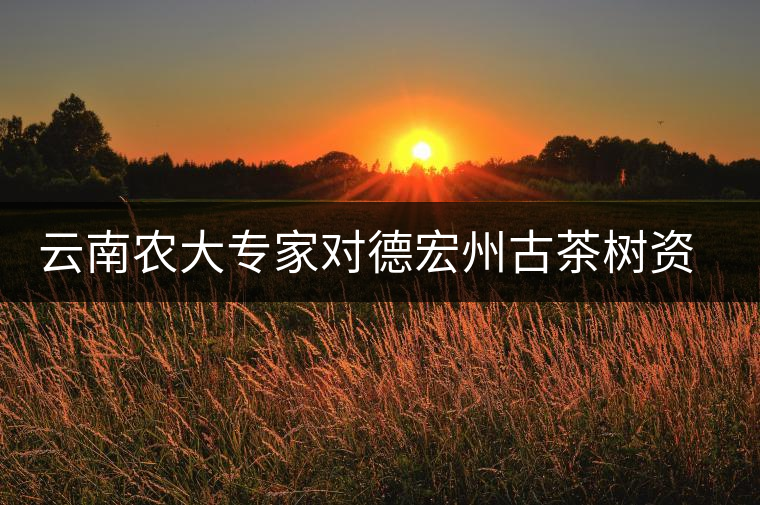 云南農(nóng)大專家對德宏州古茶樹資源品種進(jìn)行鑒定 云南農(nóng)大專家對德宏州古茶樹資源品種進(jìn)行鑒定