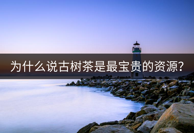 為什么說古樹茶是最寶貴的資源？