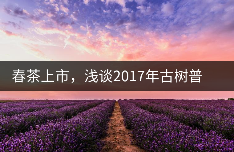 春茶上市，淺談2017年古樹普洱茶的市場增值潛力