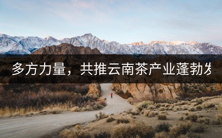 多方力量，共推云南茶產(chǎn)業(yè)蓬勃發(fā)展！