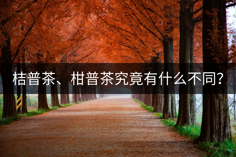 桔普茶、柑普茶究竟有什么不同？