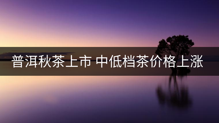 普洱秋茶上市 中低檔茶價(jià)格上漲成銷(xiāo)售主力