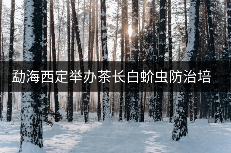 勐海西定舉辦茶長白蚧蟲防治培訓(xùn)班 勐海西定舉辦茶長白蚧蟲防治培訓(xùn)班