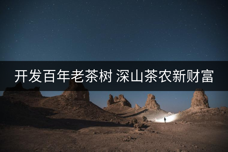 開發(fā)百年老茶樹 深山茶農新財富