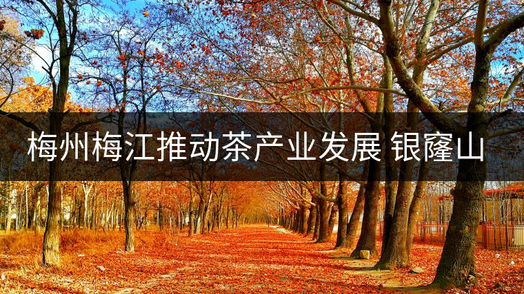 梅州梅江推動(dòng)茶產(chǎn)業(yè)發(fā)展 銀窿山春茶開始采摘