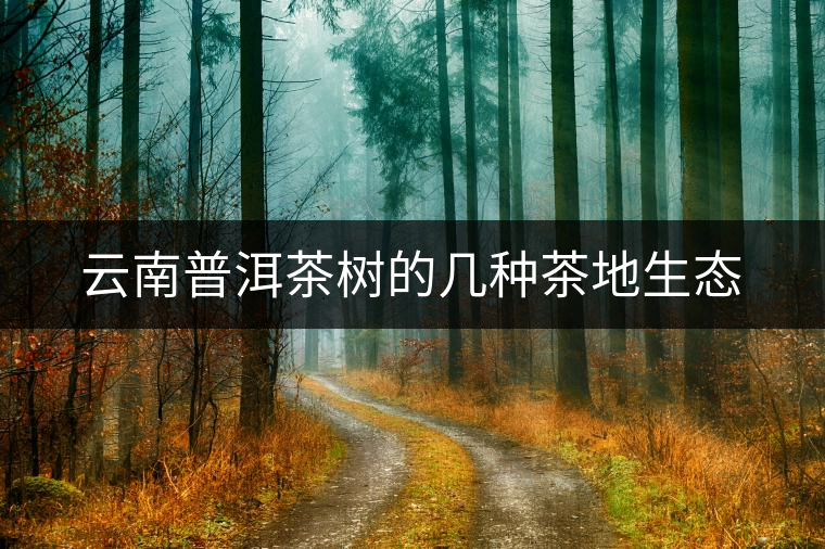 云南普洱茶樹(shù)的幾種茶地生態(tài) 云南普洱茶樹(shù)的幾種茶地生態(tài)