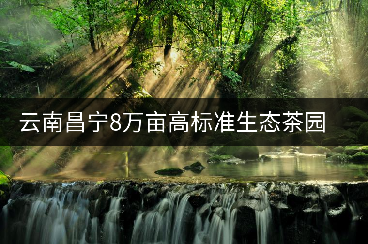 云南昌寧8萬(wàn)畝高標(biāo)準(zhǔn)生態(tài)茶園綠色防控見成效 云南昌寧8萬(wàn)畝高標(biāo)準(zhǔn)生態(tài)茶園綠色防控見成效