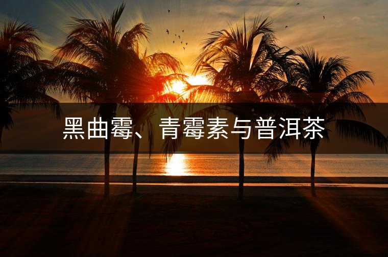 黑曲霉、青霉素與普洱茶