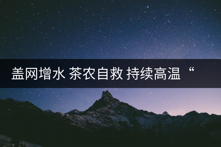蓋網(wǎng)增水 茶農(nóng)自救 持續(xù)高溫“烤傷”龍井茶 蓋網(wǎng)增水 茶農(nóng)自救 持續(xù)高溫“烤傷”龍井茶