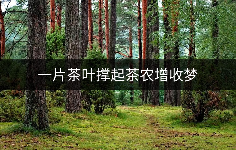 一片茶葉撐起茶農(nóng)增收夢 一片茶葉撐起茶農(nóng)增收夢