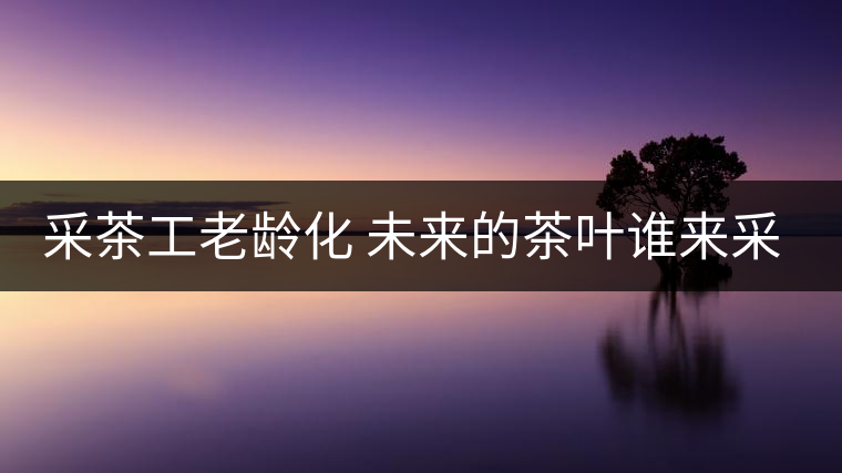 采茶工老齡化 未來的茶葉誰來采？