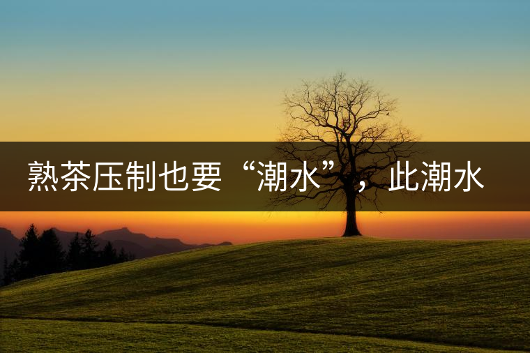 熟茶壓制也要“潮水”，此潮水的目的是什么？