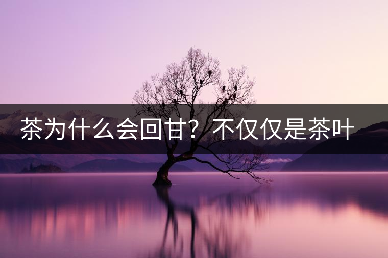 茶為什么會回甘？不僅僅是茶葉中含糖那么簡單