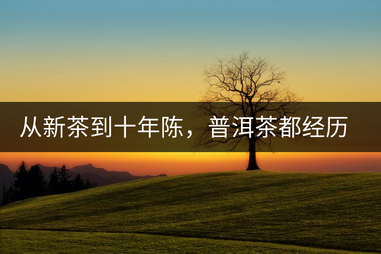 從新茶到十年陳，普洱茶都經(jīng)歷了什么？